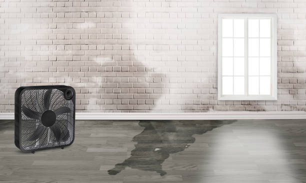Best Carpet water damage restoration  in Towson, MD